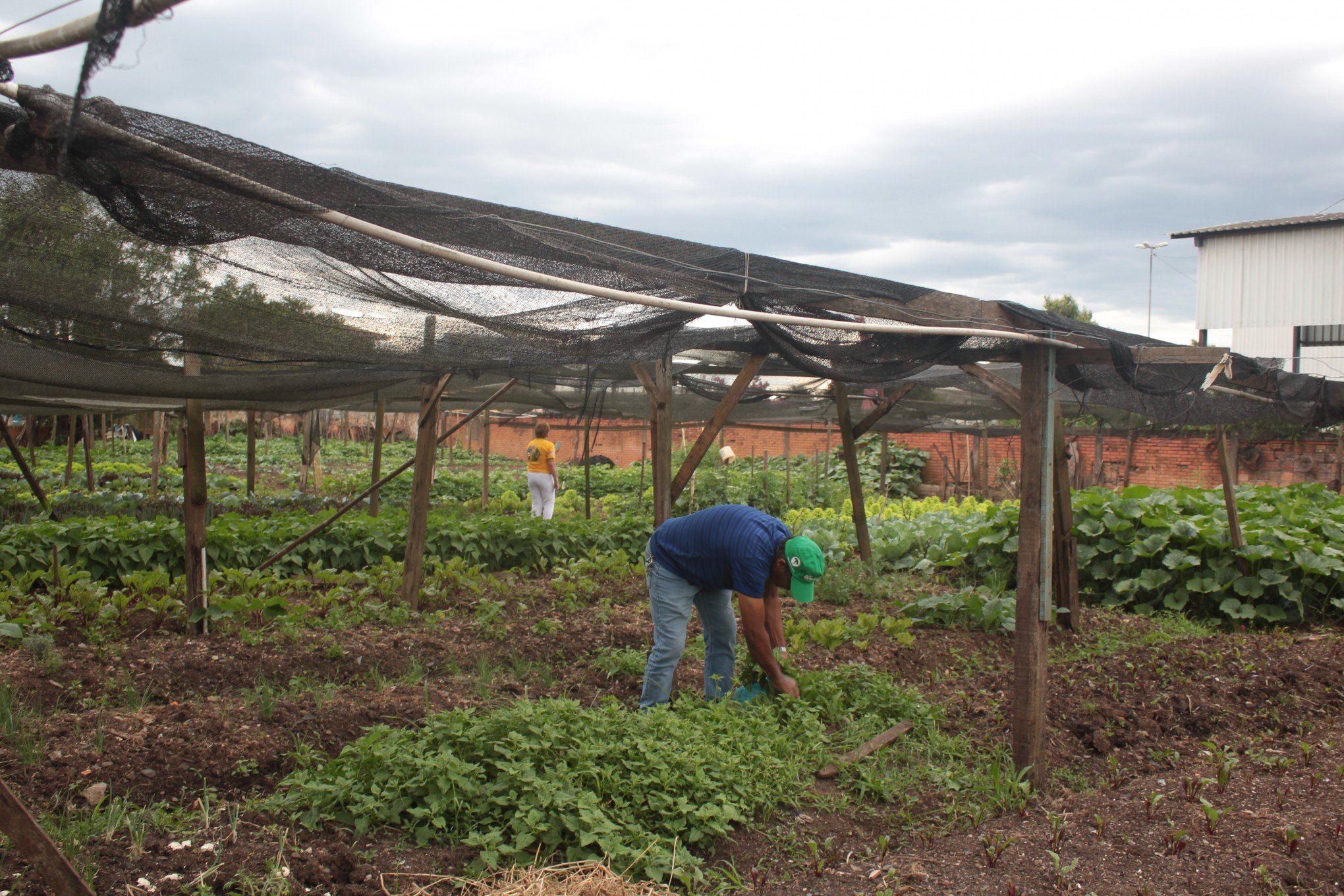 Horta comunitária Santa Isabel oferece variedade de hortaliças dentro de Canoas