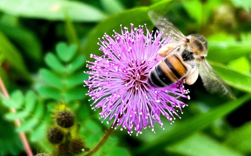 Abelha africana ou africanizada (Apis mellifera scutellata) | abc+