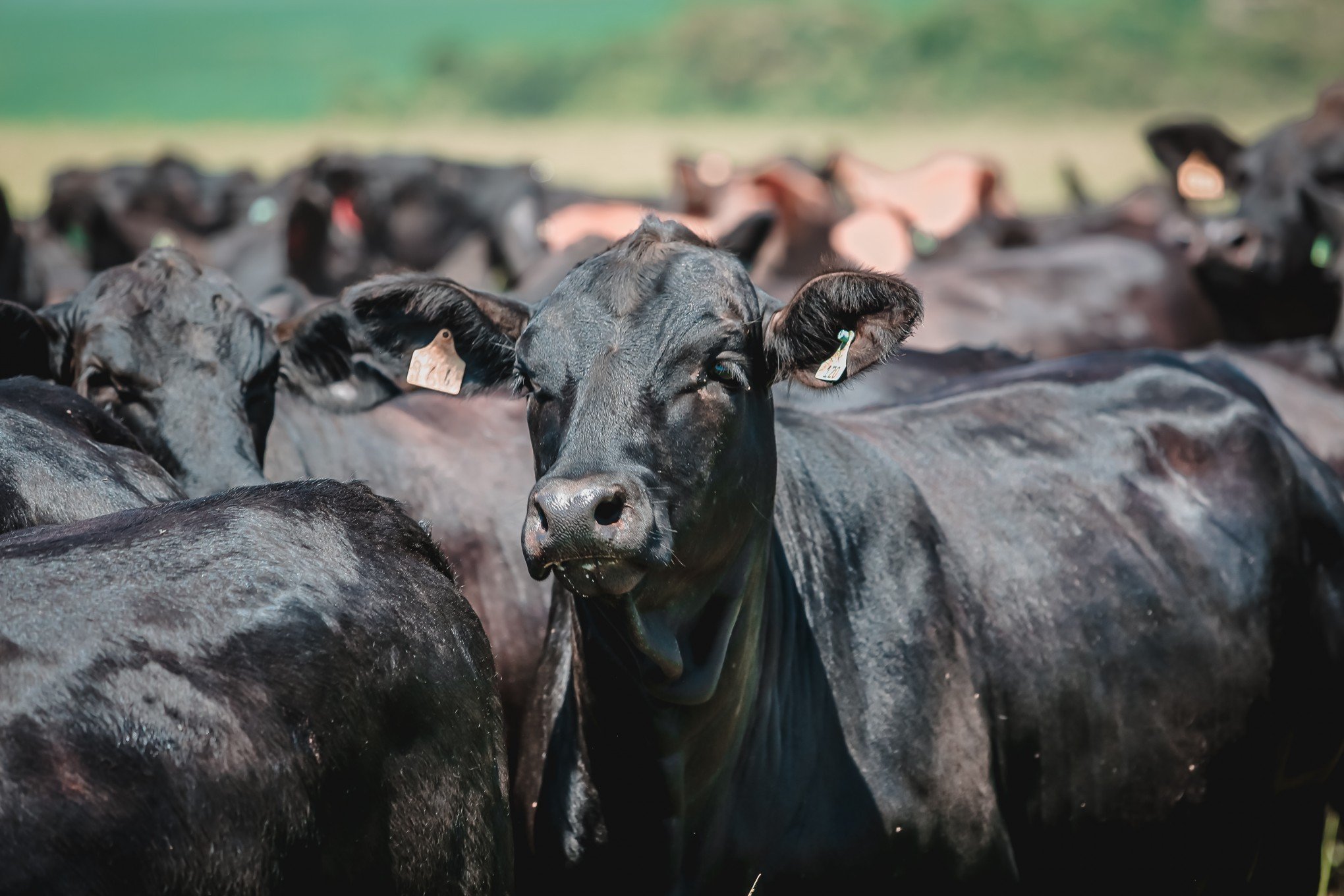 Entidades reagem ao veto do Carrefour à compra de carnes do Mercosul