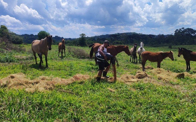 São 18 cavalos disponíveis para adoção, em Canela