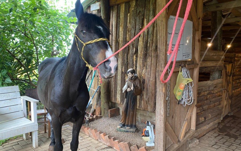 Cavalos são cuidados em espaço especial contratado pela Prefeitura de Canela