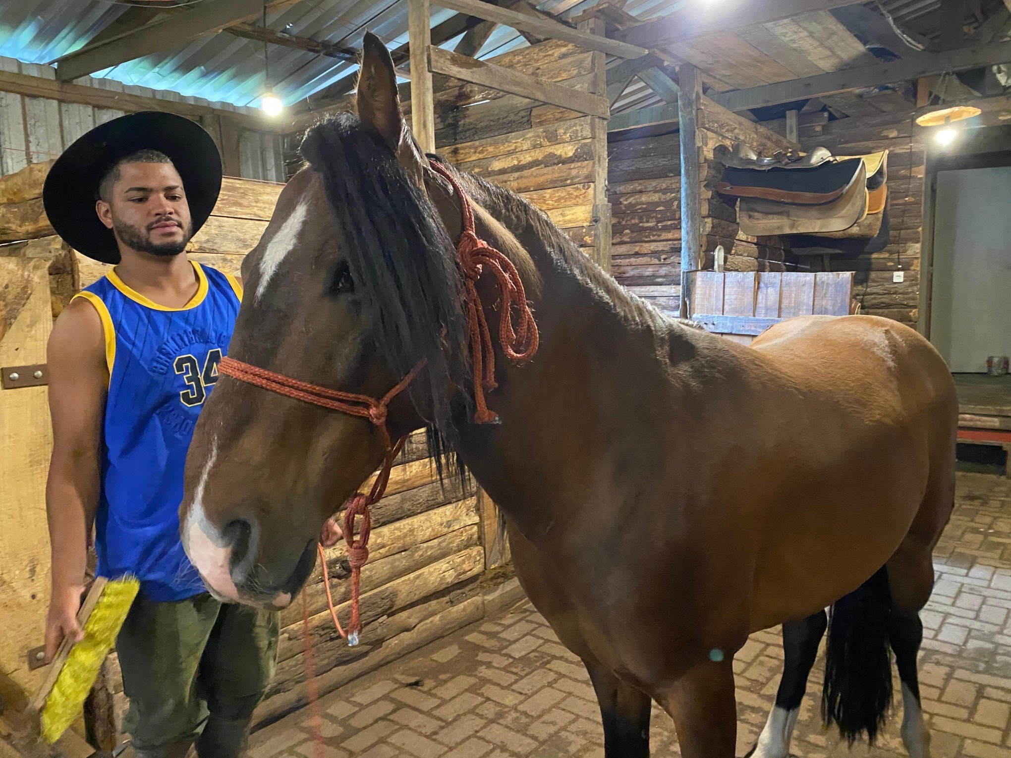 Cavalos estão disponíveis para adoção responsável em Canela; veja requisitos