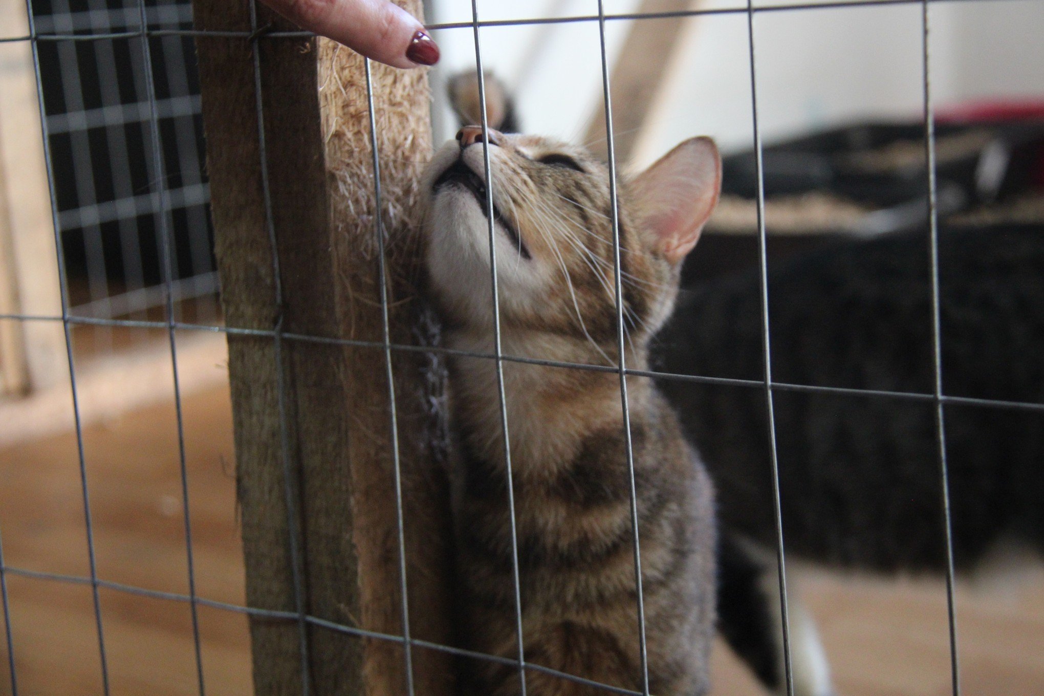 Mais de 50 cães e gatos resgatados da enchente seguem disponíveis para adoção em Novo Hamburgo