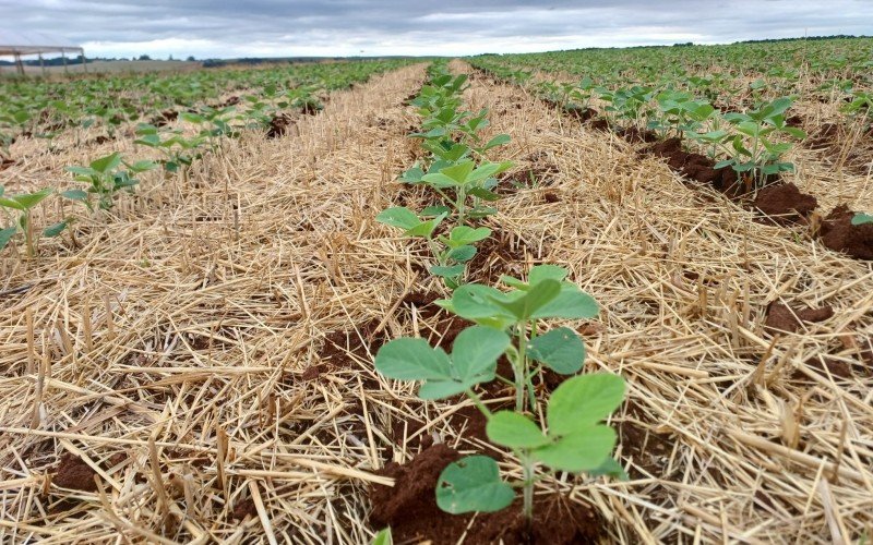 Plantio de soja chega a 60% da área prevista no Rio Grande do Sul | abc+