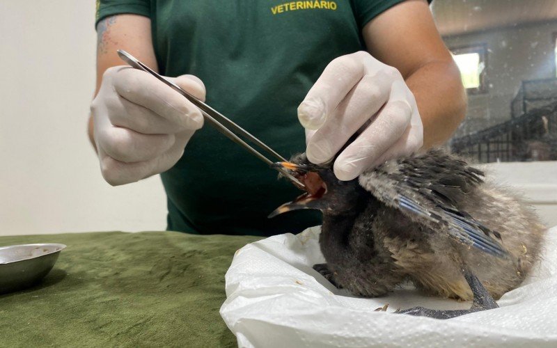 Ave guará-rubra recebe a carne com a pinça, como se fosse a boca da mãe