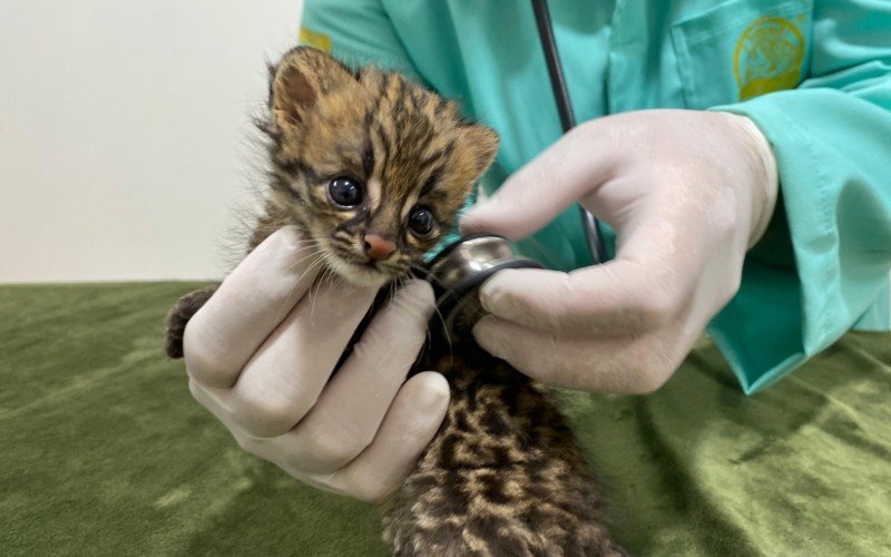 Gato-do-mato nasceu há 2 meses e foi rejeitado pela mãe