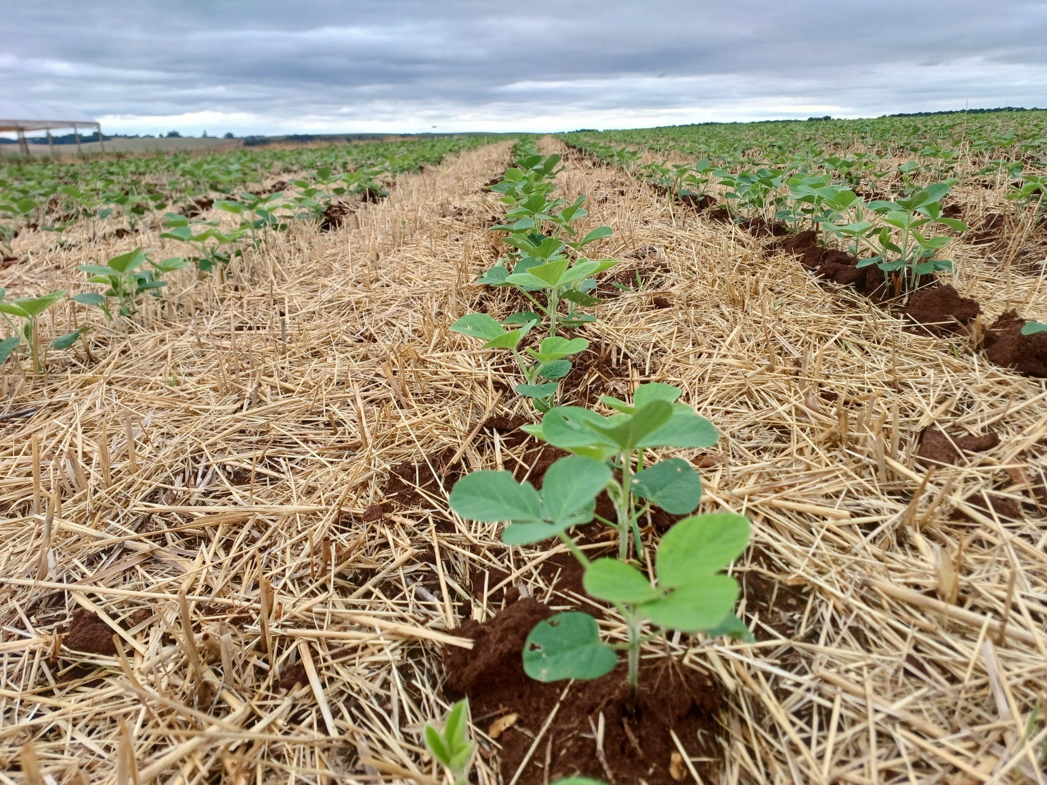 SOJA: 60% da área prevista já está plantada no Rio Grande do Sul