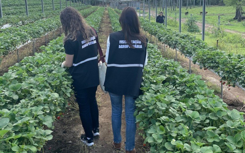 Servidores coletam amostras de frutas e hortaliças para análise de resíduos de agrotóxico | abc+