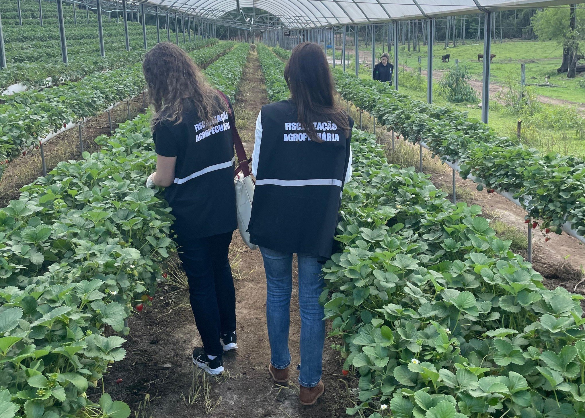 Amostras de frutas do Vale do Caí passarão por análise de resíduos de agrotóxicos