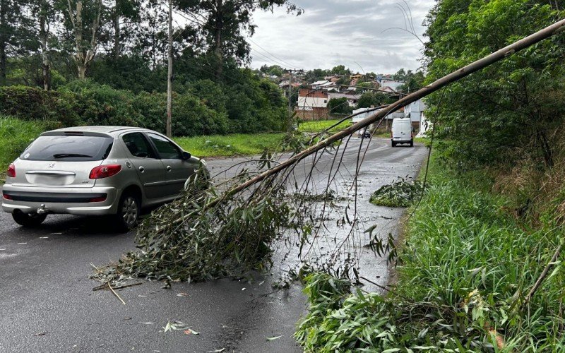 Árvore caída durante tempestade invade rua de Estância Velha | abc+