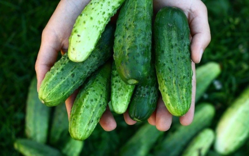 Pepino com salmonela deixa quase 70 pessoas doentes nos Estados Unidos | abc+