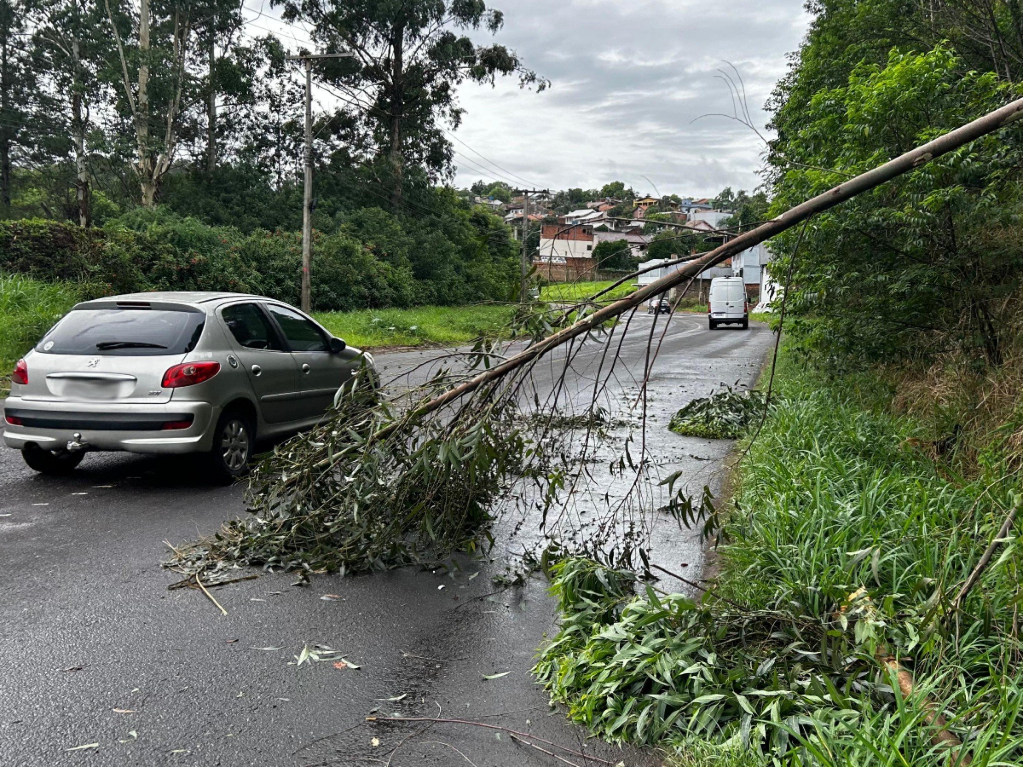 Queda de árvores causa transtornos em Estância Velha; veja os locais