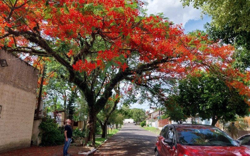 Flamboyants em Novo Hamburgo florescem na Rua João Henrique Biondi, bairro Boa Vista | abc+