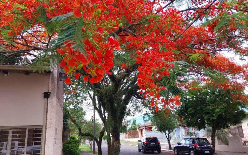 Flamboyants em Novo Hamburgo florescem na Rua João Henrique Biondi, bairro Boa Vista | abc+