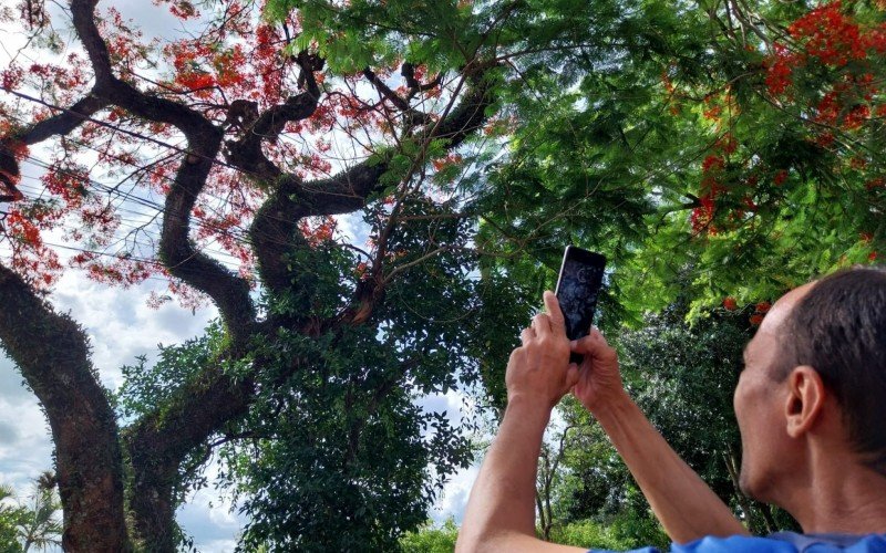 Flamboyants em Novo Hamburgo florescem na Rua Magalhães Calvet | abc+