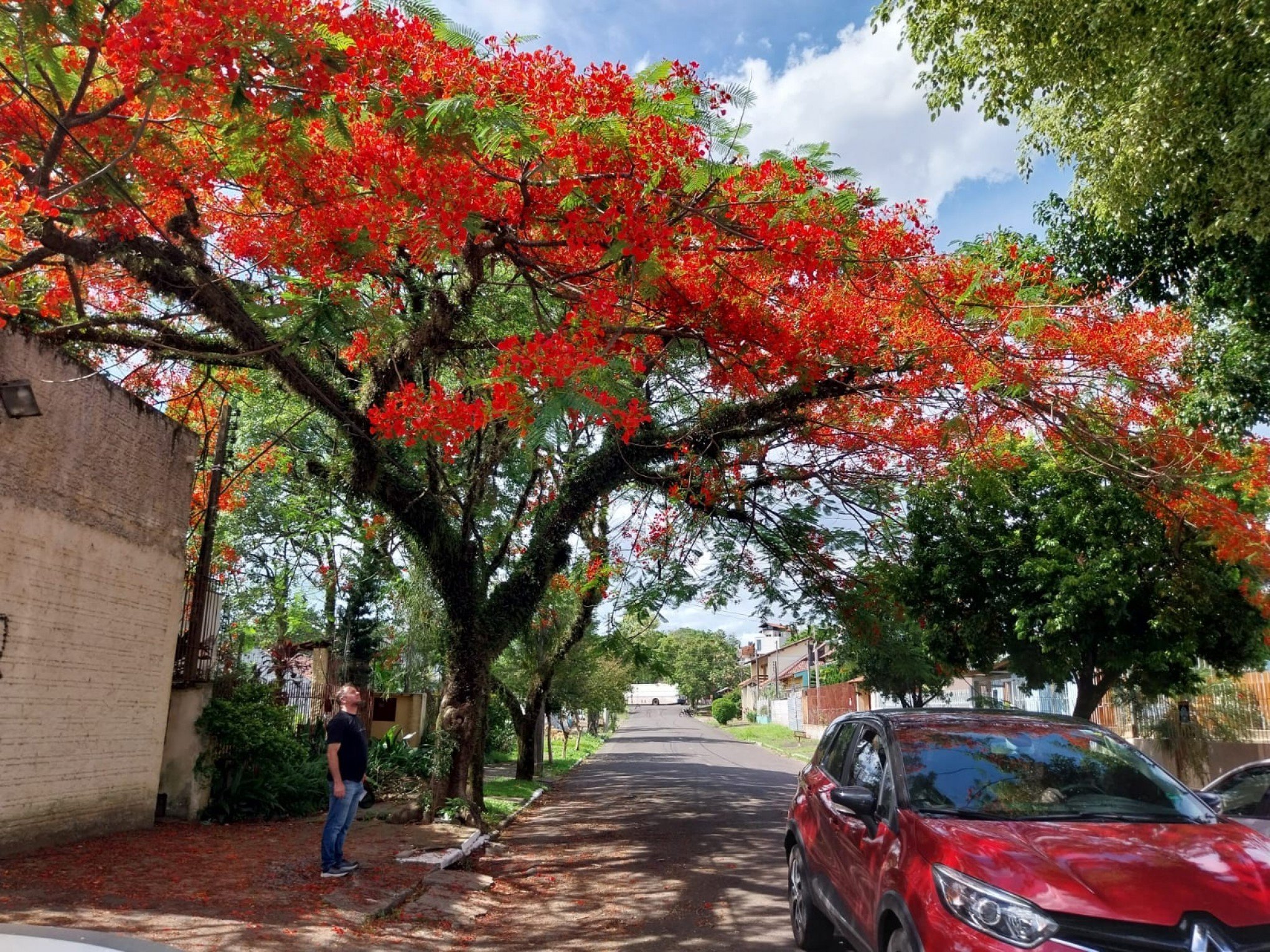 JARDIM: Conheça o majestoso Flamboyant; planta dá espetáculo de cores e chama a atenção de moradores