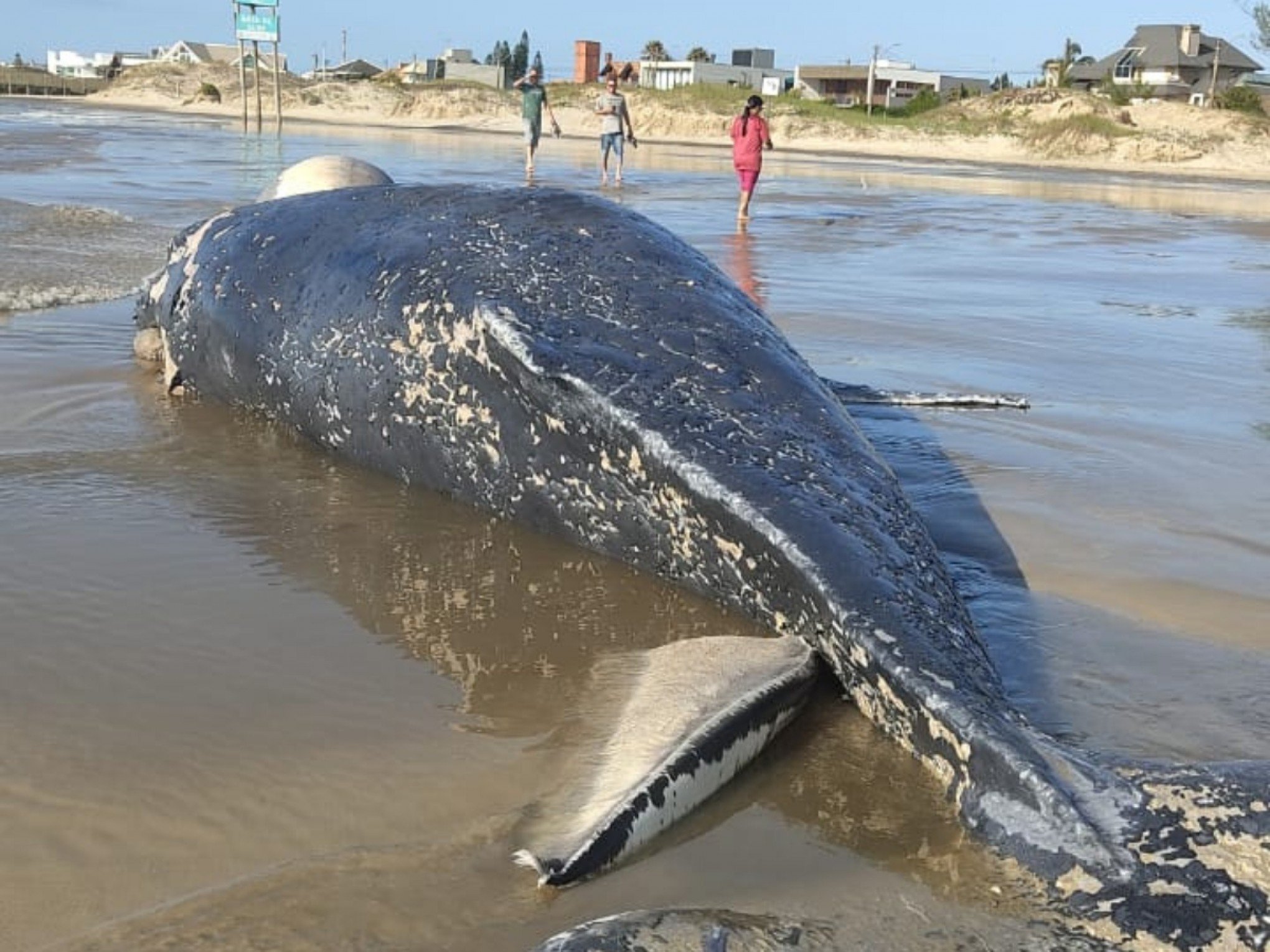 O que pode ter acontecido com baleia encalhada que surpreendeu banhistas em praia do litoral norte do RS