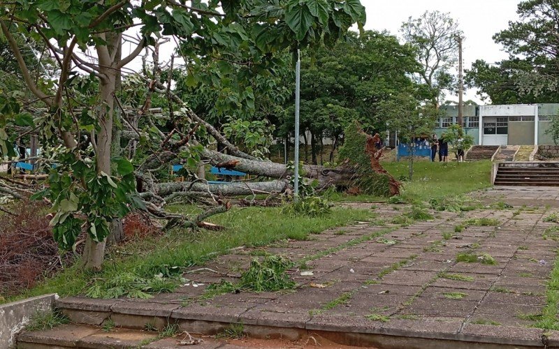 Temporal provocou queda de árvores em Candiota