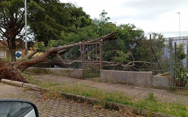Temporal provocou queda de árvores em Candiota