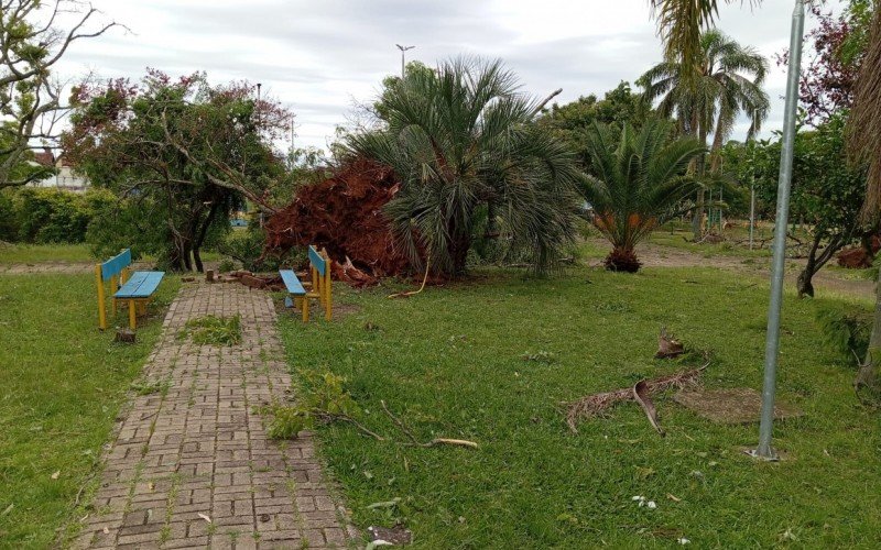 Temporal provocou queda de árvores em Candiota
