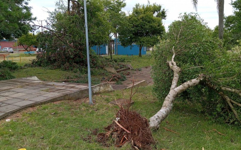Temporal provocou queda de árvores em Candiota