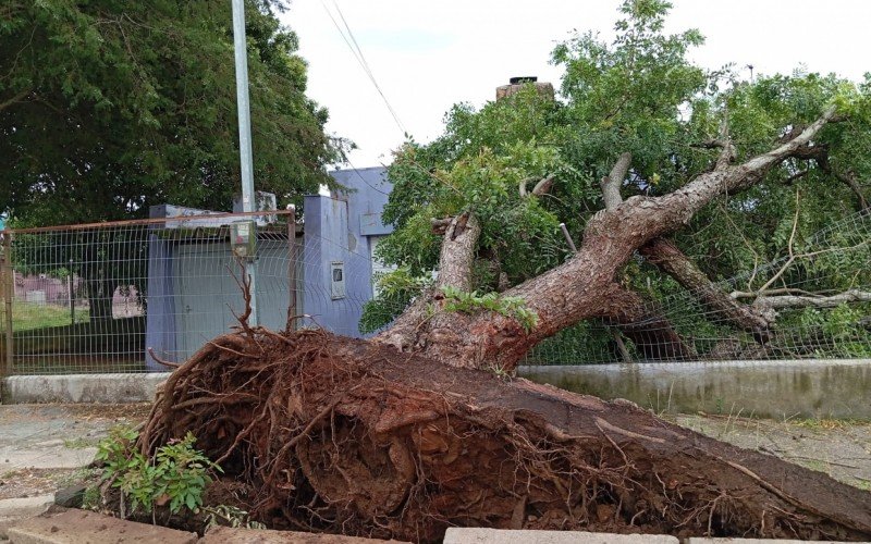 Temporal causou queda de árvores em Candiota