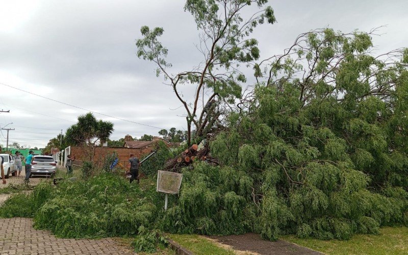 Temporal causou queda de árvores em Candiota