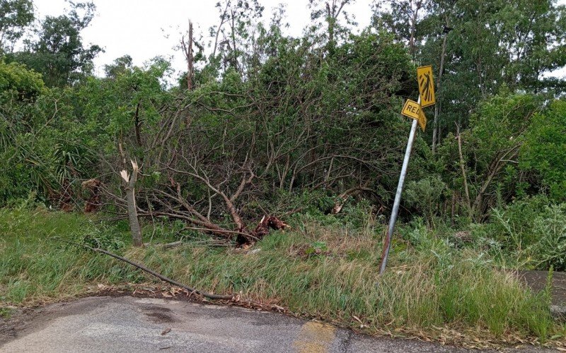 Temporal causou queda de árvores em Candiota