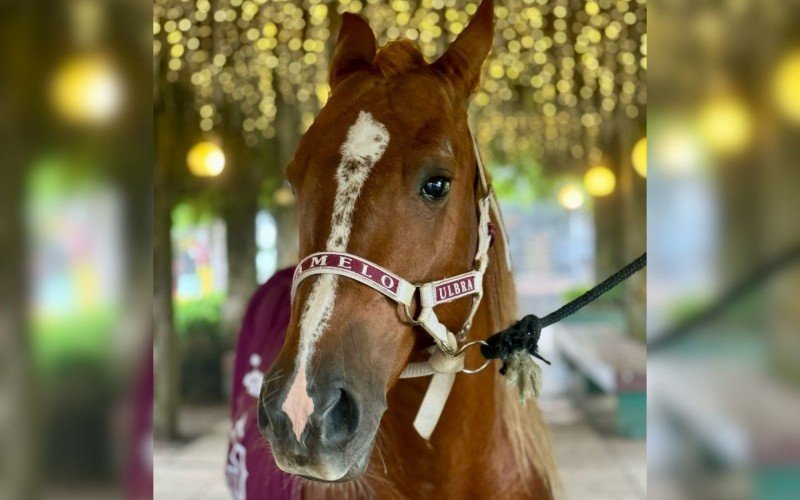 Cavalo Caramelo foi adotado após mais de seis meses das enchentes no RS | abc+