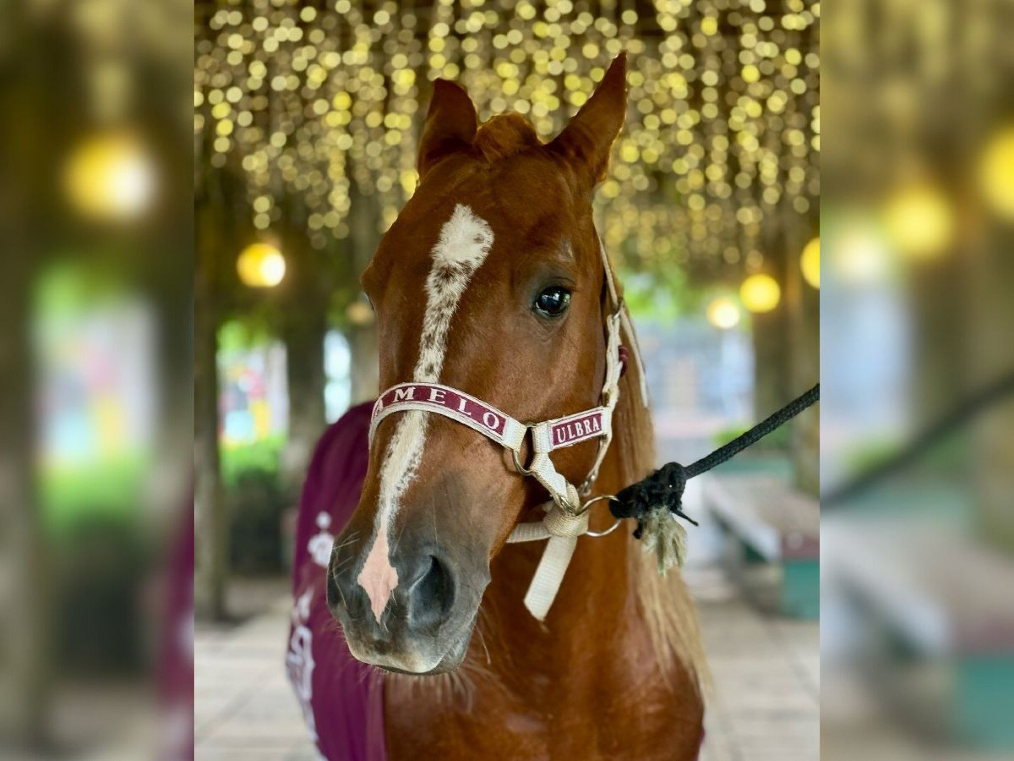 Quem é o dono do cavalo Caramelo? Animal símbolo das enchentes do RS é adotado