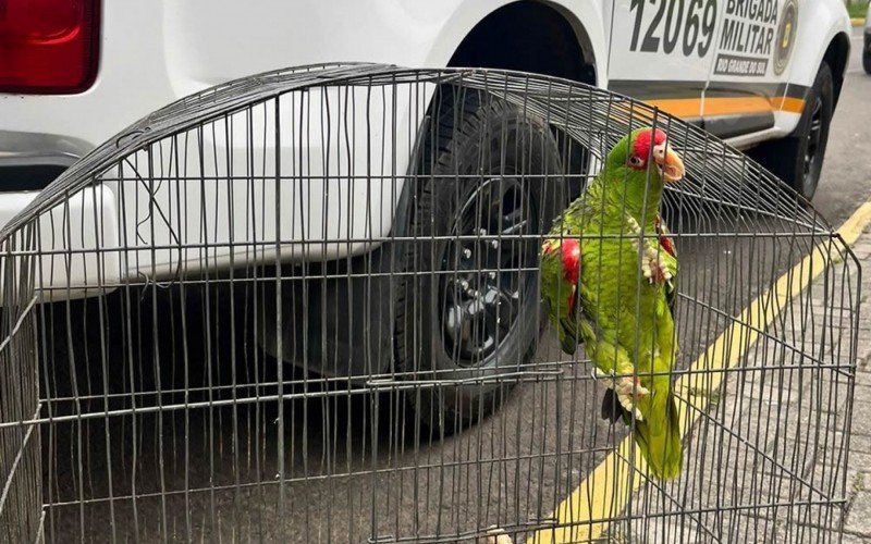Papagaio Charão apreendido foi trocado por drogas