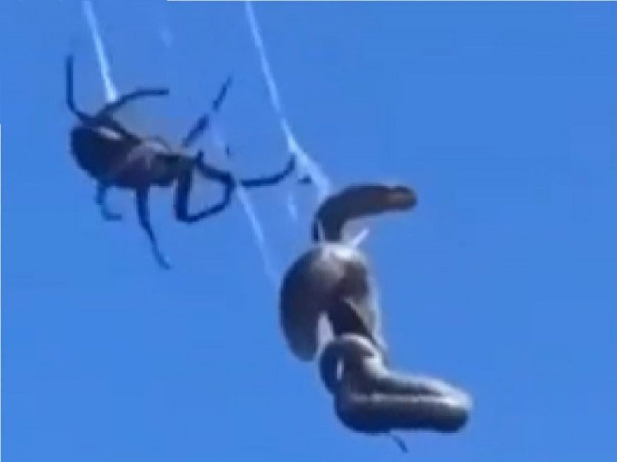 VÍDEO: Luta impressionante no ar! Cobra recebe ataque surpresa de aranha; veja desfecho