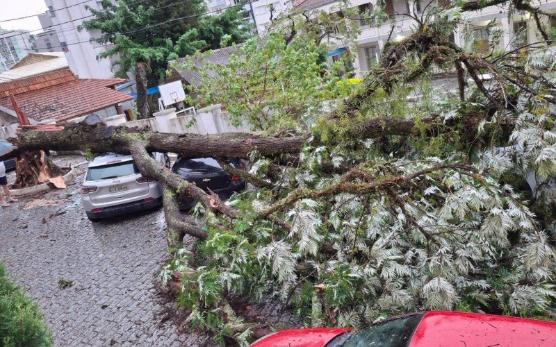 Queda de árvore registrada na área central de Florianópolis