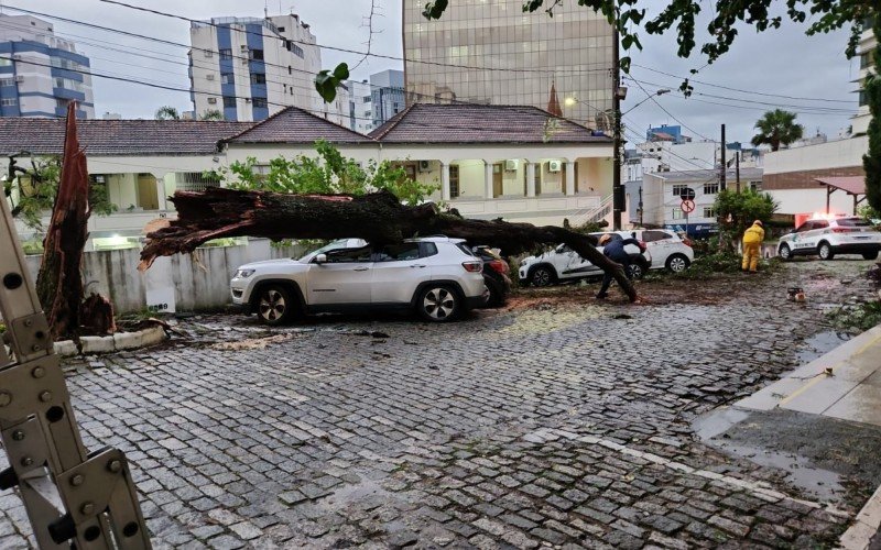 Queda de árvore registrada na área central de Florianópolis