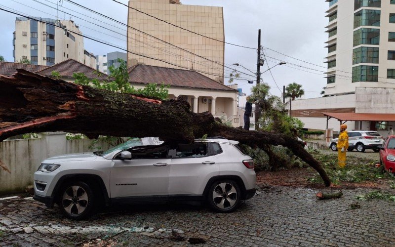 Queda de árvore registrada na área central de Florianópolis