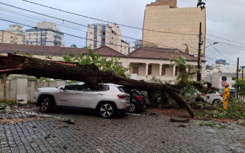 Queda de árvore registrada na área central de Florianópolis