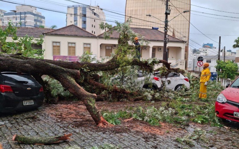 Queda de árvore registrada na área central de Florianópolis