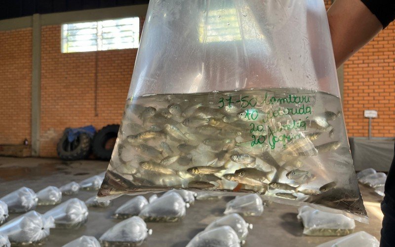 Agricultura distribui alevinos para fortalecer piscicultura no município