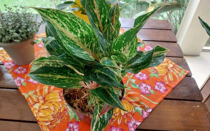 Plantas de ano novo: Aglaonema | abc+