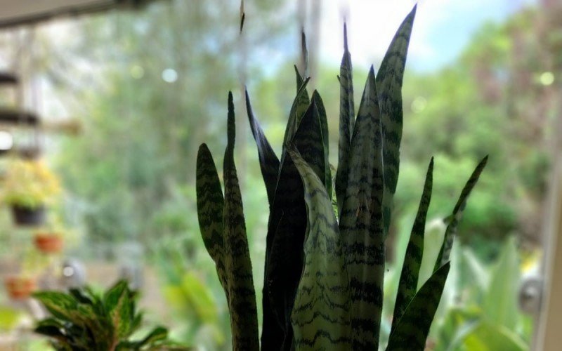 Plantas de ano novo com espada de São Jorge | abc+