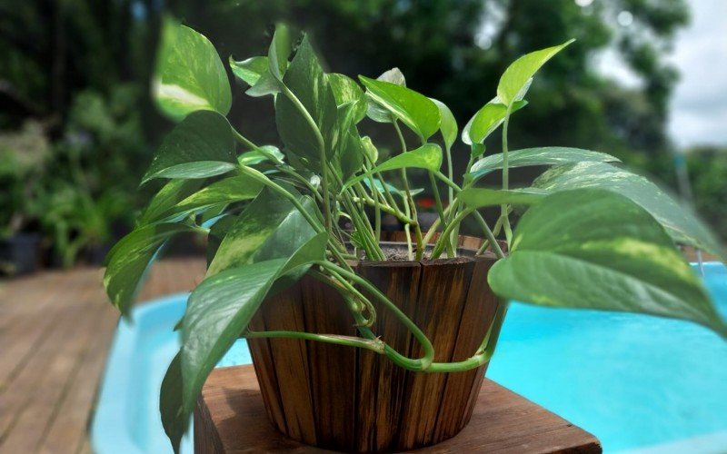 Plantas de ano novo com planta jiboia