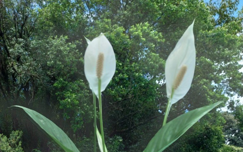 Plantas de ano novo com lírio da paz | abc+