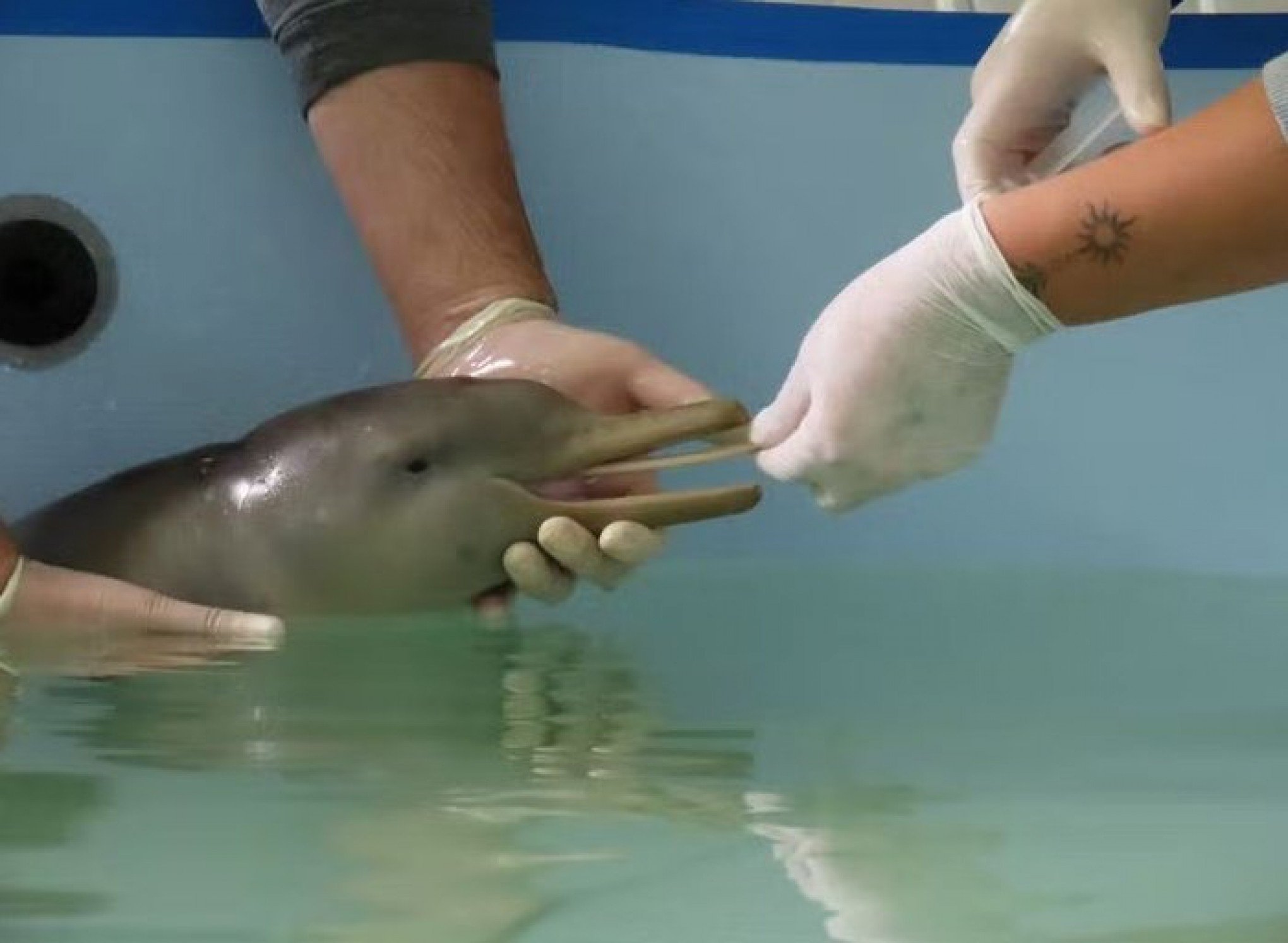 VÍDEO: Espécie de golfinho recém-nascido encalha em praia do Uruguai e recebe tratamento no RS