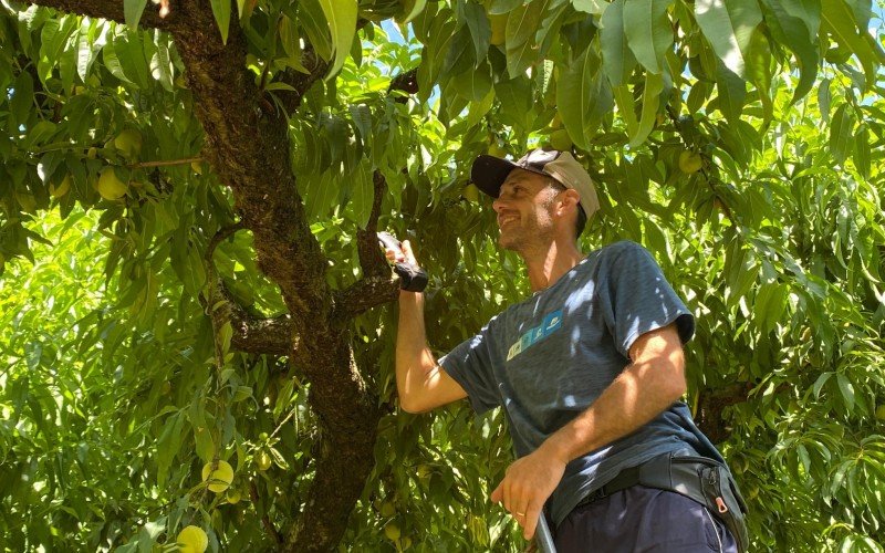 Família Cavichon trabalha há 30 anos com produção de pêssego em Gramado