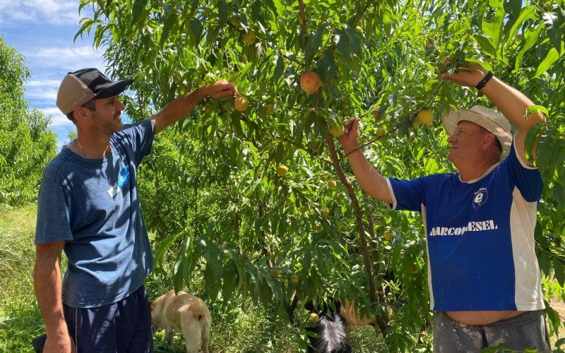 Família Cavichon trabalha há 30 anos com produção de pêssego em Gramado