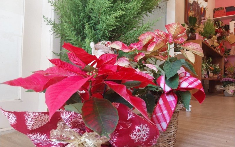 Flores de Natal chamam atenção em dezembro | abc+