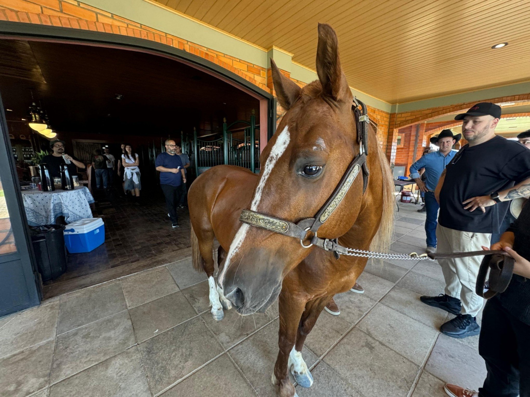 Cavalo Caramelo tem até dublê! Gravação para promover nova temporada de série internacional teve até surpresa para acompanhante do animal