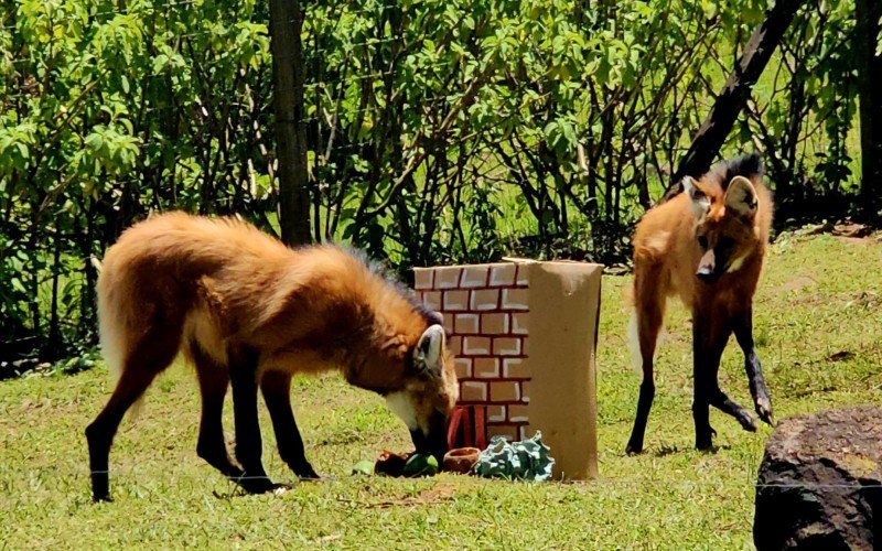 No recinto dos lobos, a equipe usou caixas de ovo para criar estrelas de Natal e recheou os presentes