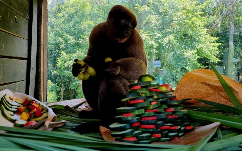 Pequeno banquete com frutas e ração foi montado para a celebração natalina dos macacos