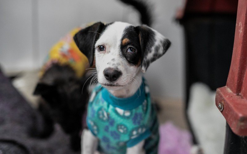 Poluição sonora impacta bem-estar de animais, pessoas com deficiência, crianças e idosos acometidos por problemas de saúde.